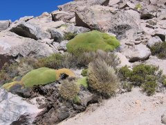 12-This is not moss, but a very slow growing plant, only growing at high altitude, here at 4470 m